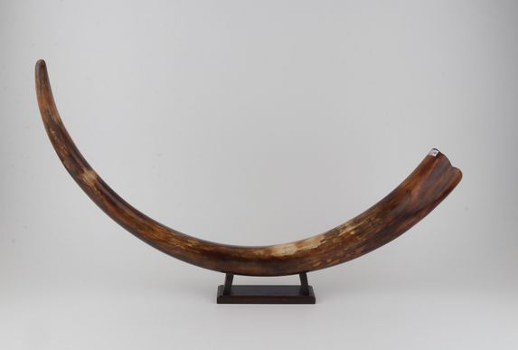 Restored woolly mammoth tusk