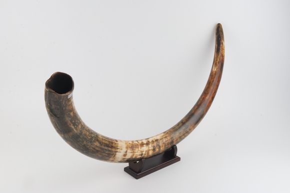 Natural woolly mammoth tusk