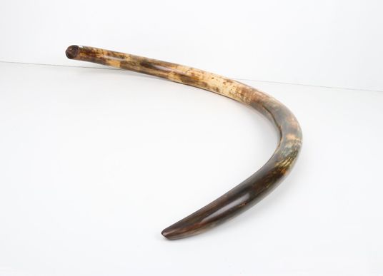 Restored woolly mammoth tusk