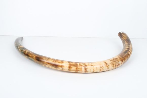 Restored woolly mammoth tusk