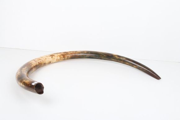 Restored woolly mammoth tusk