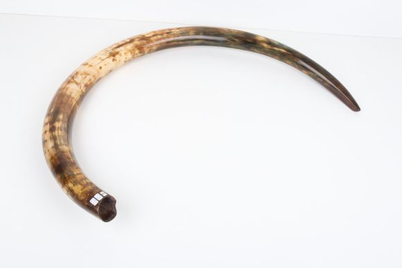 Restored woolly mammoth tusk