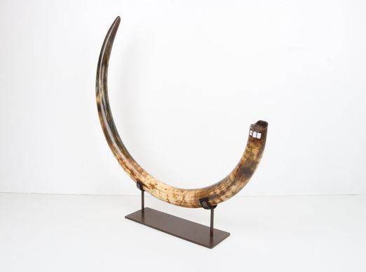 Restored woolly mammoth tusk