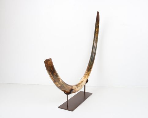 Restored woolly mammoth tusk