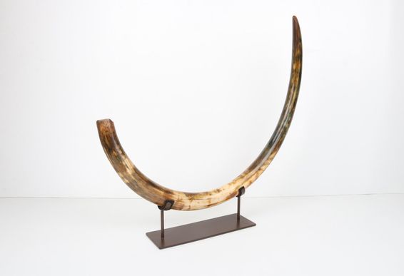 Restored woolly mammoth tusk