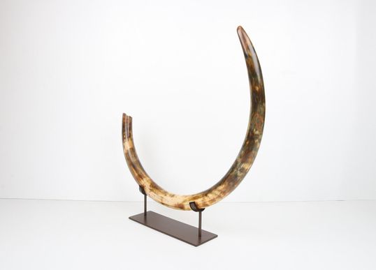 Restored woolly mammoth tusk