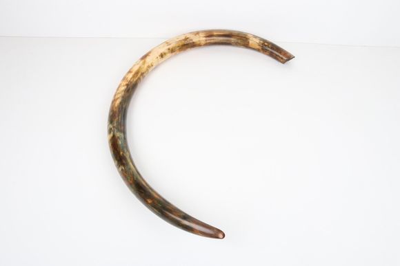 Restored woolly mammoth tusk