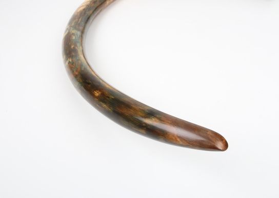 Restored woolly mammoth tusk