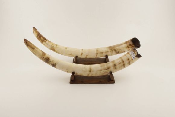 Restored mammoth tusk pair