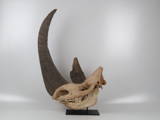 Natural woolly rhinoceros skull