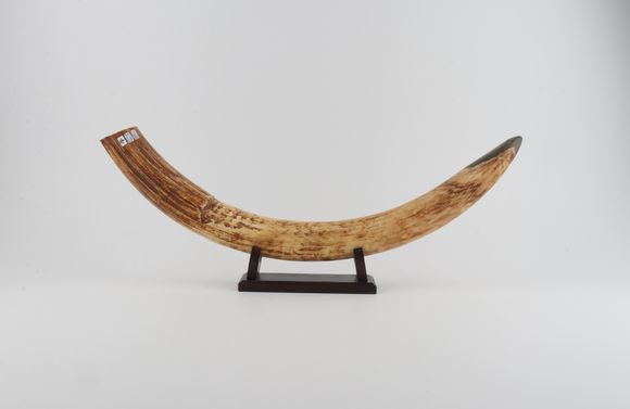 Natural mammoth tusk tip