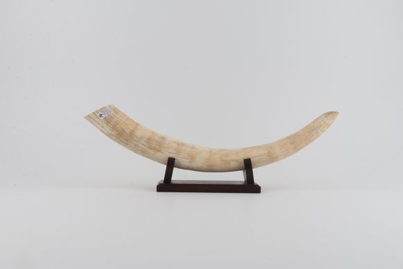 Natural mammoth tusk tip