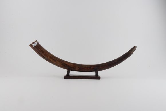 Restored woolly mammoth tusk