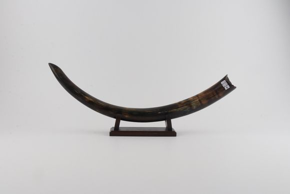 Restored woolly mammoth tusk