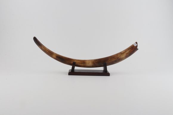 Restored woolly mammoth tusk