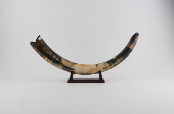 Restored woolly mammoth tusk