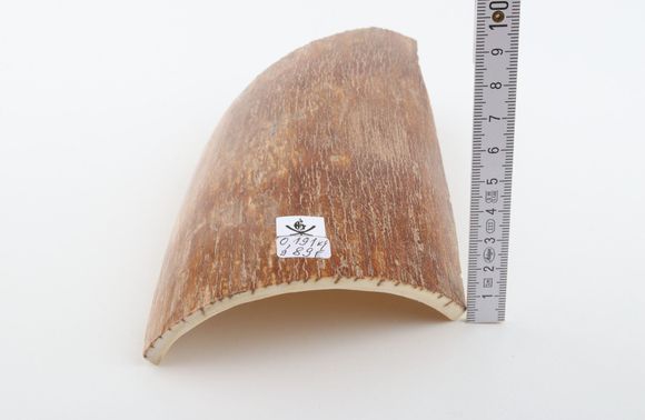 Caramel mammoth bark