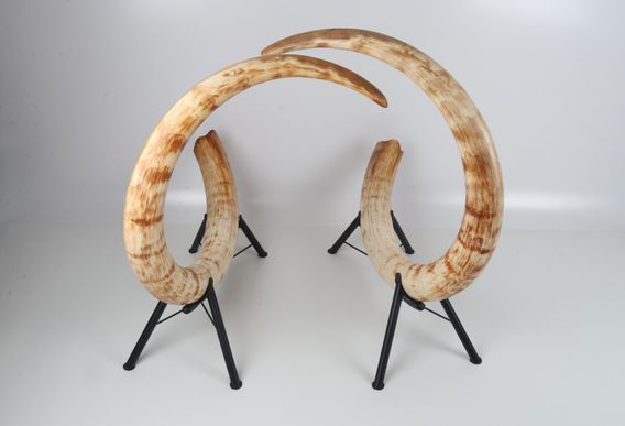 Natural woolly mammoth tusk pair