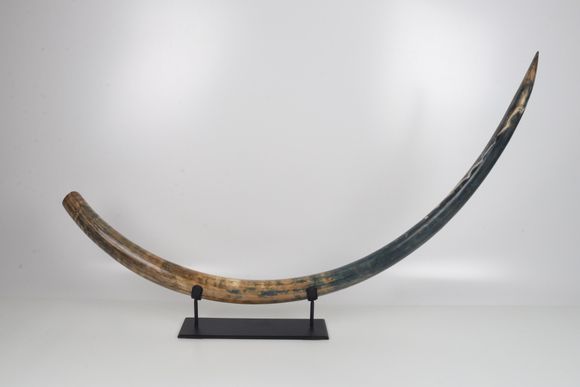 Natural mammoth tusk