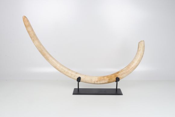 Natural woolly mammoth tusk