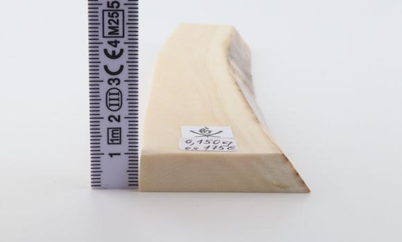 White mammoth ivory segment
