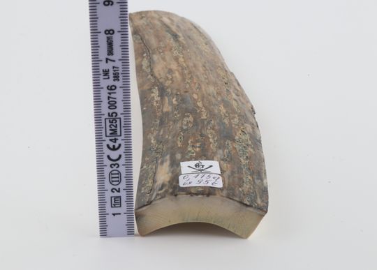 Beige mammoth bark