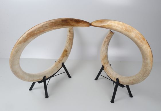Natural woolly mammoth tusk pair